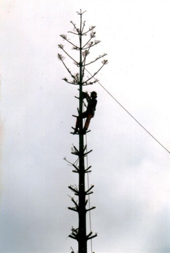 Norfolk Pine - Kwaaiwater_2_s